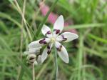 : - Wurmbea dioica subsp. dioica