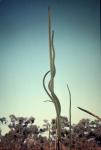 : - Xanthorrhoea johnsonii