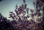 : - Banksia aquilonia