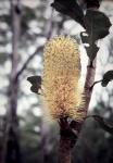 : - Banksia integrifolia
