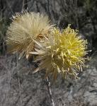 : - Dinoseris salicifolia