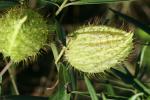 Baumwoll-Seidenpflanze - Gomphocarpus fruticosus