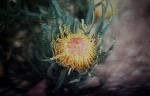 : - Dryandra formosa