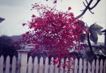 : - Brachychiton acerifolius