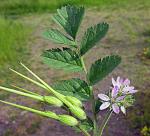 Bisamduftender Reiherschnabel - Erodium moschatum