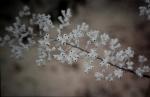 : - Conospermum incurvum