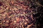 : - Dampiera adpressa