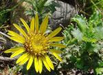 : - Haplopappus foliosus