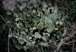 : - Dichosciadium ranunculaceum