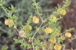 : - Dodonaea viscosa subsp. angustissima
