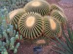 Goldkugelkaktus - Echinocactus grusonii