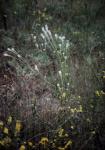 : - Epacris microphylla