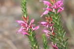 : - Eremophila calorhabdos