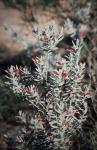 : - Eremophila glabra