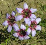 : - Leucocoryne purpurea