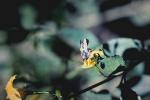 : - Goodenia ovata