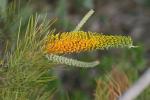 : - Grevillea eriostachya