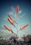 : - Grevillea pteridifolia