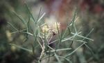 : - Grevillea triternata
