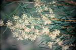 : - Hakea varia
