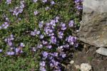 : - Aubrieta parviflora