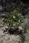 : - Hibbertia circumdans