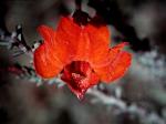: - Lechenaultia formosa