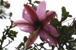 : - Passiflora pinnatistipula