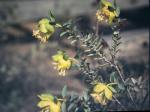 : - Pimelea suaveolens