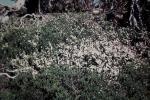 : - Prostanthera cuneata