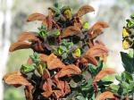 Salvia africana lutea - Salvia africana-lutea