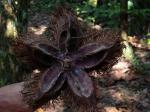 : - Sloanea fragrans