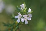 Australischer Rosmarin - Westringia fruticosa