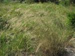 : - Aristida benthamii