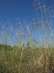 : - Stipa bigeniculata