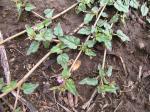 : - Boerhavia glabrata