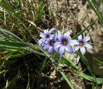 : - Sisyrinchium platense