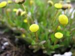 Laugenblume - Cotula coronopifolia