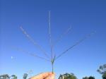 :-Digitaria divaricatissima