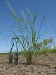 : - Leptochloa fusca