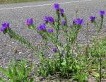 Wegerichblättriger Natternkopf - Echium plantagineum