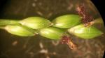 : - Entolasia stricta