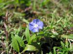 : - Evolvulus alsinoides