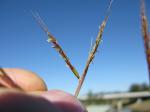 : - Hyparrhenia rufa