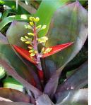 : - Aechmea politii