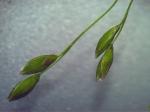 : - Panicum bisulcatum