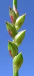 : - Paspalidium distans