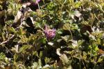 Dreiblättrige Waldsteinie - Waldsteinia ternata