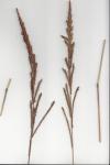 : - Paspalum quadrifarium