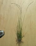 :-Sporobolus elongatus